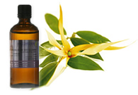 Ylang Ylang