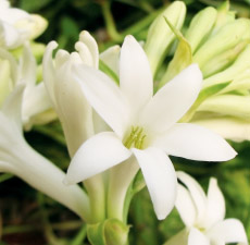 Tuberose Image