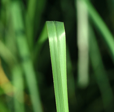 Vetiver Image