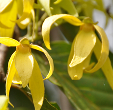 Ylang Ylang Image